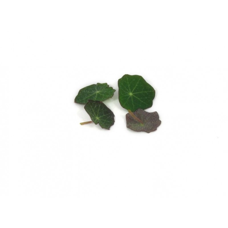 Nasturtium leaves