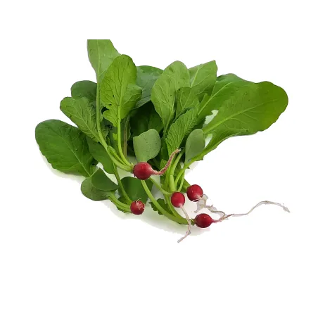 Micro Red Radish – PUURgroenten