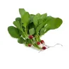 Micro Red Radish – PUURgroenten