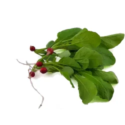 Micro Red Radish – PUURgroenten