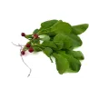 Micro Red Radish – PUURgroenten