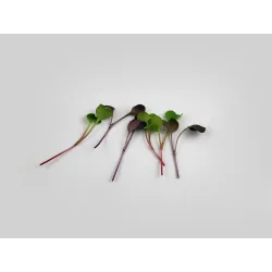 Radieschensprossen – PUURgroenten