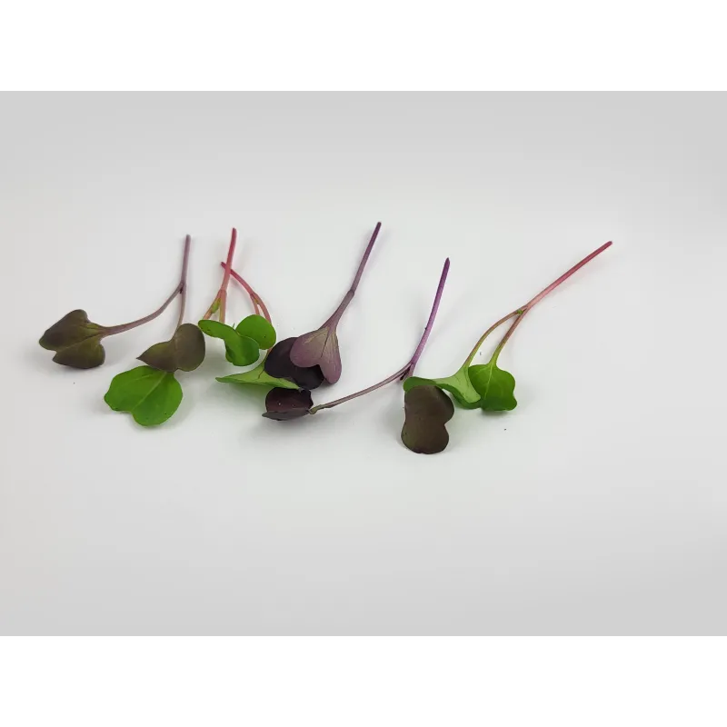 Radish Shoots | PUURgroenten