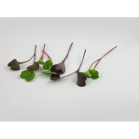 Radish Shoots | PUURgroenten