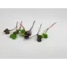Radish Shoots | PUURgroenten