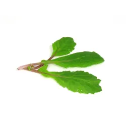 Radish Leaves | PUURgroenten