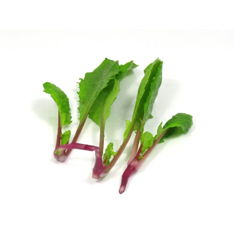 Radish Leaves | PUURgroenten