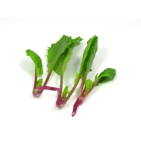 Radish Leaves | PUURgroenten