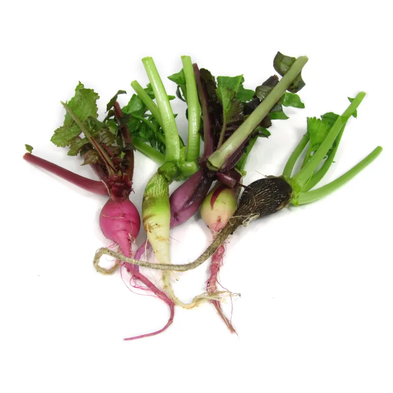 Mini Radijs Mix – PUURgroenten
