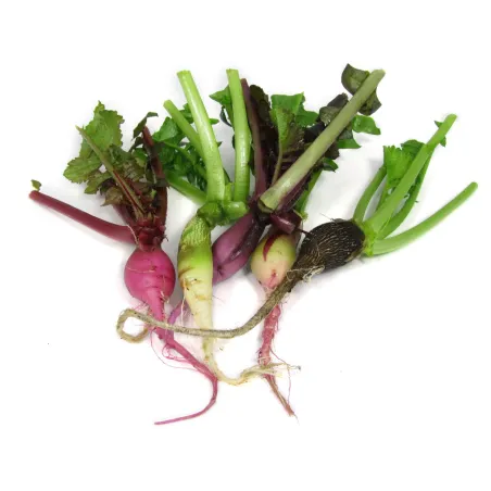 Mini Radijs Mix – PUURgroenten