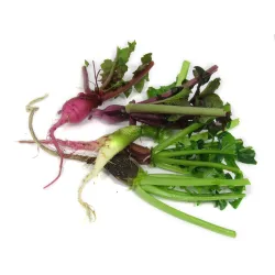 Mini Radish Mix |PUURgroenten