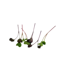 Radieschensprossen – PUURgroenten