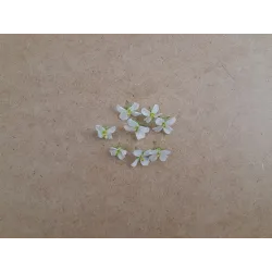 Wasabi Arugula Flowers – PUURgroenten