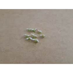 Rucola Wasabi Bloemetjes – PUURgroenten