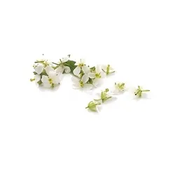 Rucola Wasabi Bloemetjes – PUURgroenten