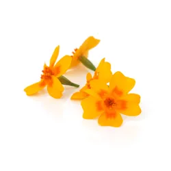 Orange Lemon Marigold – PUURgroenten