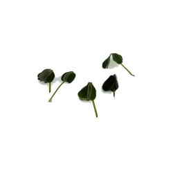 Mini Grüner Tatsoi – Frischer, Nussiger Geschmack