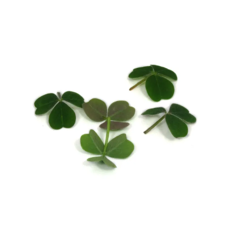 Oca Leaves Red & Green – Fresh Edible Leaves | PUURgroenten