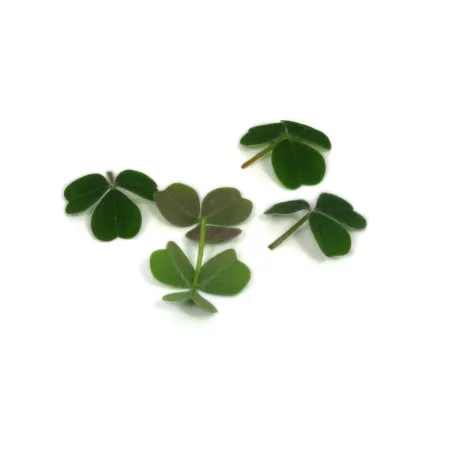 Oca Leaves Rood & Groen – Verse Eetbare Bladeren van PUURgroenten