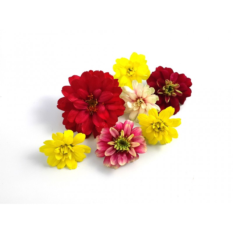 Zinnia Bloemen Mix – Kleurrijke Eetbare Bloemen van PUURgroenten