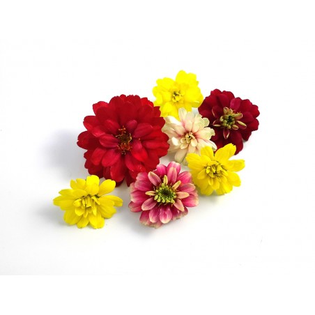 Zinnia Bloemen Mix – Kleurrijke Eetbare Bloemen van PUURgroenten