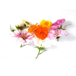 Cosmea Bloemen – Elegante Eetbare Bloemen van PUURgroenten