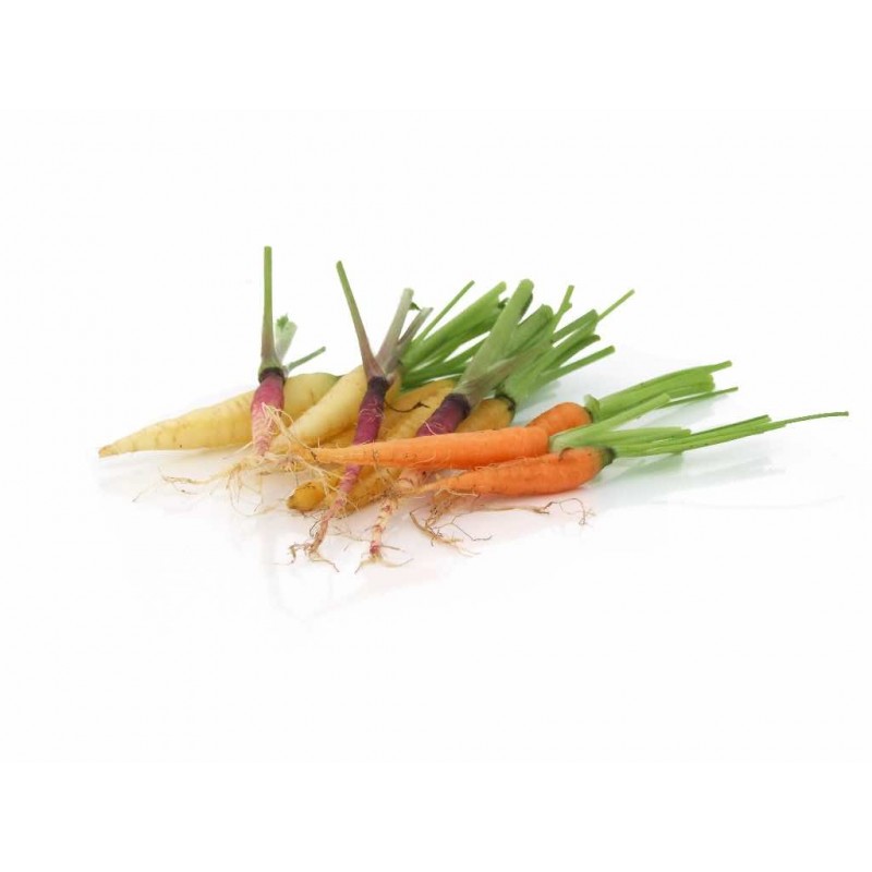 Micro Karotten Mix – Bunt und Gesund – PUURgroenten