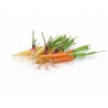 Micro Karotten Mix – Bunt und Gesund – PUURgroenten