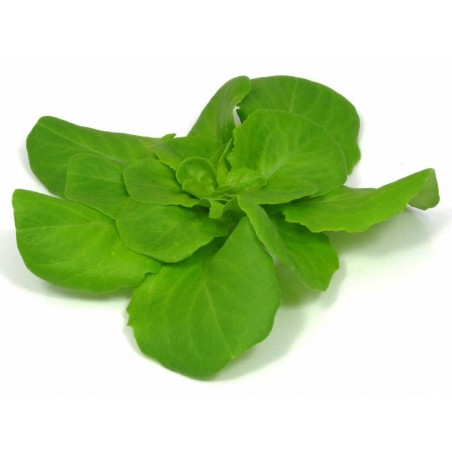 Mini-Butterkopfsalat – Vielseitig und Lecker