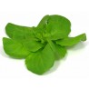 Mini-Butterkopfsalat – Vielseitig und Lecker