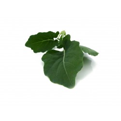 Mini Kohlrabi – Vielseitig und Lecker – Ganze Knolle – PUURgroenten