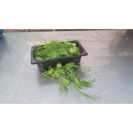 Salad Peas – Frische Knackige Erbsenschoten von PUURgroenten