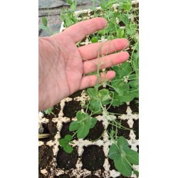 Salad Peas – Frische Knackige Erbsenschoten von PUURgroenten