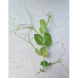 Salad Peas – Frische Knackige Erbsenschoten von PUURgroenten