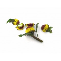 Spilanthes flowers