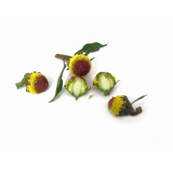 Ontdek de Magie van Spilanthes Bloemen bij PUURgroenten