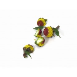 Discorver the Magic of Spilanthes Blooms | buy at PUURgroenten Online Shop