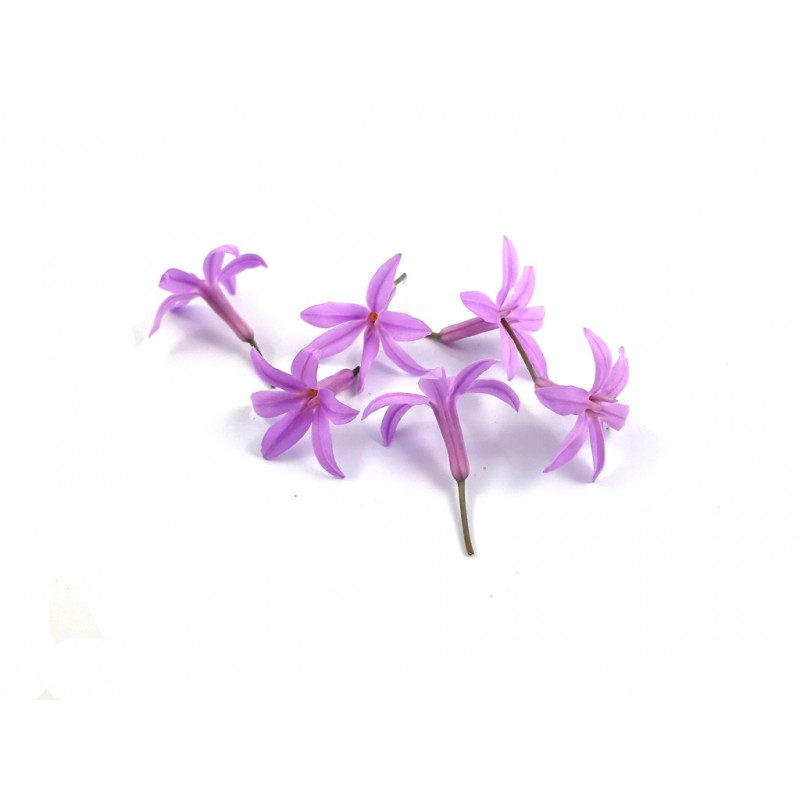 Verrijk jouw gerechten met onze verse eetbare bloemen, waaronder knoflookbloemen - PUURgenot voor jouw smaakpapillen!