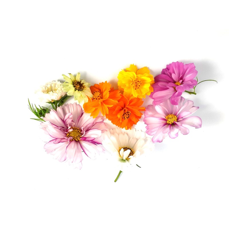 Cosmea Blüten – Elegante Essbare Blumen von PUURgroenten
