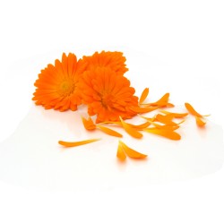 Lushed Bloom Balm – Natürlicher Lippenbalsam mit Blüten & Kräutern | 10 ml