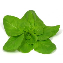 Mini Botersla – Veelzijdig en Heerlijk