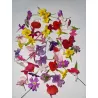 Eetbare bloemen | Fine Dining bloemenmix | PUURgroenten