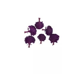 Colorful koolleaves koop je online bij PUURgroenten