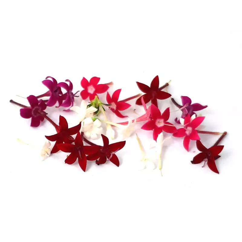 "Floral Fusion Delight - Handpicked Edible Egyptian star cluster Mix for Culinary Creations"