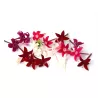 "Floral Fusion Delight - Handpicked Edible Egyptian star cluster Mix for Culinary Creations"