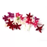 "Floral Fusion Delight - Handpicked Edible Egyptian star cluster Mix for Culinary Creations"