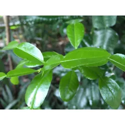 Djeroek poeroet blaadjes | PUURgroenten | verse kruiden