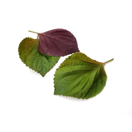 Perilla bicolour leaves | PUURgroenten | fresh herbs Perilla bicolour leaves | PUURgroenten | fresh herbs