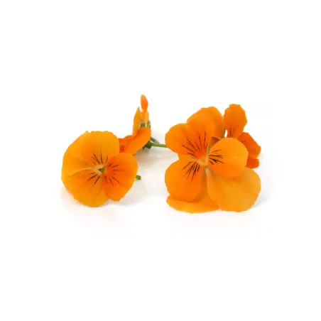 Viooltjes oranje | eetbare bloemen | PUURgroenten