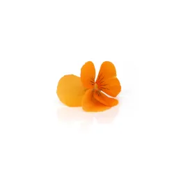Viooltjes oranje | eetbare bloemen | PUURgroenten